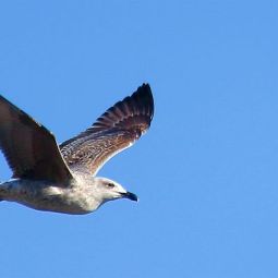 Manu-de-Lario_Gaviota_03-2019_Libre