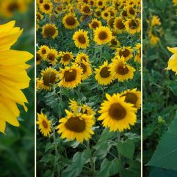 Margarita-Delgado_Girasoles_04-2019_Obligado