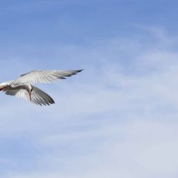 Paula-Renieblas-Garcia_En-pleno-vuelo_09-2019_Libre_Accesit