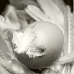 Pilar-Giambanco_Huevo-entre-plumas_01-2019_Obligado