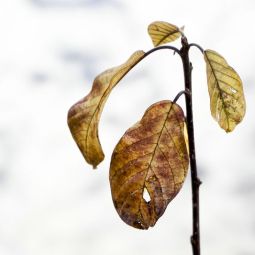 Pilar-Giambanco_La-fragilidad-de-las-hojas-de-otoño_01-2019_Libre