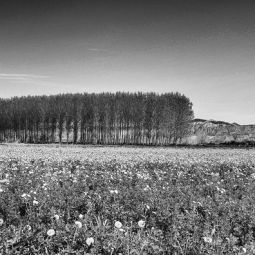 Susana-Carreras_Paisaje-zaragozano_05-2019_Obligado