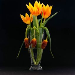 Jose-Garde_Tulipanes-del-LIDL-para-San-Valentin_02-2022-Libre