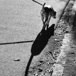 Pilar-Giambanco_La-sombra-del-perro-es-alargada_03-2022-Libre