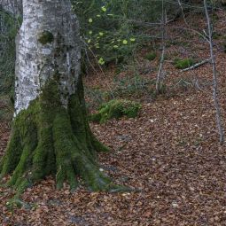 Roberto-Martin-Arranz_ARBOL-EN-VERDE_02-2022-Libre