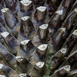 Antonio-Sanchez-Viñeque_Palmera_05-2022-Geometría Naturaleza