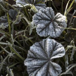 Jose-Miguel-Gomez-Lopez_Gelidas-formas_05-2022-Geometría Naturaleza