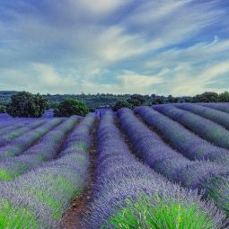 Jose-Miguel-Luna-Romero_Lineas-de-lavanda_05-2022-Geometría Naturaleza