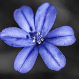 Jose-Ramon-Blanco-Garcia_Aphyllanthes-monspeliensis-L_05-2022-Geometría Naturaleza