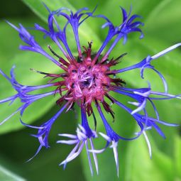 Julian-Martinez-Gutierrez_CENTAUREA--MONTANA_05-2022-Geometría Naturaleza_Accesit