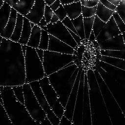 Mariano-Royo-Ambroj_Rocio-en-la-mañana_05-2022-Geometría Naturaleza_Ganadora-del-mes