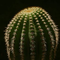 Pilar-Giambanco_Cactus_05-2022-Geometría Naturaleza