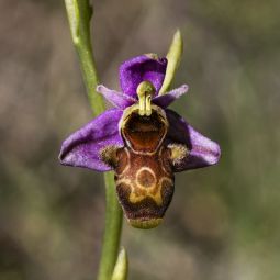 Antonio-Ubeda-Gutierrez_ORQUIDEA-PERDIZ-O-BECADA_06-2022-libre