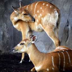 Carlos-Briz-Ponce_Complicidad-animal_06-2022-libre