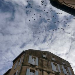 Pilar-Giambanco_Palomas-al-atardecer_06-2022-libre