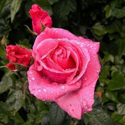 Vicente-Blasco-Bergua_Frescura-rosa_06-2022-libre