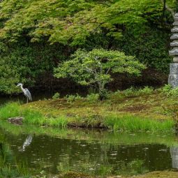 Vicente-Blasco-Bergua_Estanque-japones_07-2022-libre