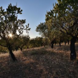 Jose-Maria-Galve-Galve_Entre-almendros_10-2022-Influencia Luz en el Paisaje