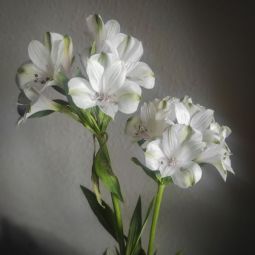 M.-Jesus-Campos-Ros_Siempre-primavera_11-2022-libre
