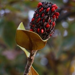 Rosa-Maria-Martinez-Alejaldre_Magnolio_11-2022-libre