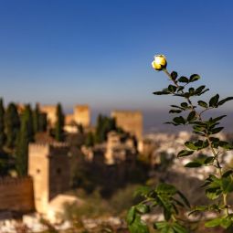 Luis-M-Lainez-Echegoyen_La-Rosa-Y-La-Alhambra_09-Libre