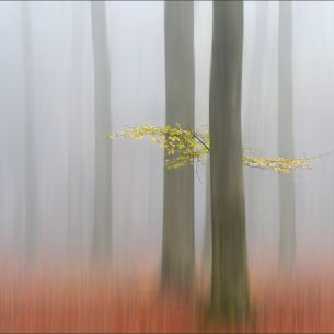 H. Limberg. Autumn morning. Holanda. 2012.Mención FIAP