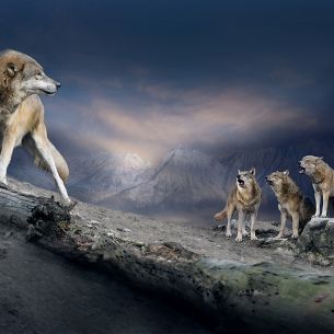 Josep Palfrader. Hau ab. Austria. 2013