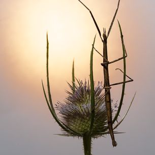 Iosu Gara Ibare. Gordegordeka. España. 2013