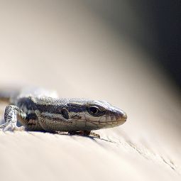 Seleccionada: Santiago Chóliz. Small lizard