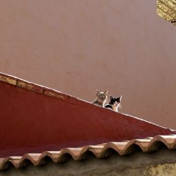 Pilar-Giambanco_Pareja-de-gatos-curiosos_07-2022-libre_Accesit