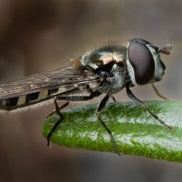 Lesley Patterson_Hover Fly 2_MHFLF